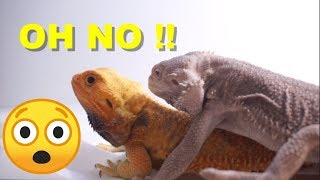 How To Breed Bearded Dragons !! Bearded Dragon Behaviours PART 1
