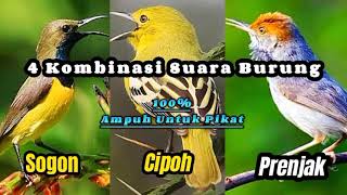 Download lagu 3 Kombinasi Suara Pikat ( Sogon, Prenjak Dan Cipoh ) Paling Ampuh Untuk Pikat mp3 Download lagu 3 Kombinasi Suara Pikat ( Sogon, Prenjak Dan Cipoh ) Paling Ampuh Untuk Pikat mp3