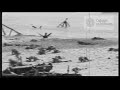 World War 2 D Day 1944 First Wave Omaha Beach Normandy