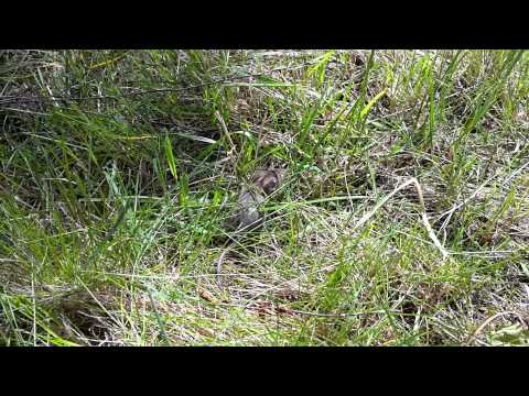 Hasselmus på besök