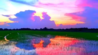 Download lagu 🌾🌙 Sawah malam 8 Jam - Efek suara padi untuk tidur Suasana jangkrik yang dalam alam malam Asia mp3