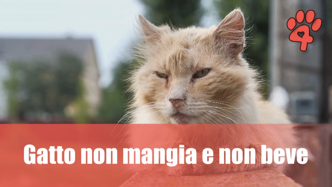 Watch Now Il gatto non mangia e non beve Il gatto non mangia e non beve