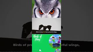 Birds of Prey for Kids | Eagles, Hawks, Owls, and Flesh