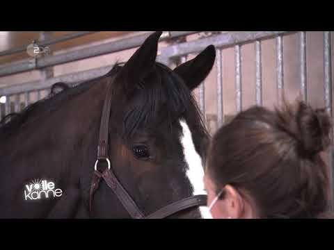 Pferd hat Angst vor der Schermaschine – so gewöhnst du es daran | Andrea Kutsch im ZDF