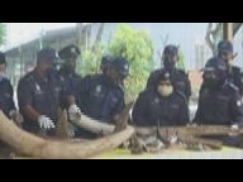 Malásia encontra itens contrabandeados de vida selvagem em navio