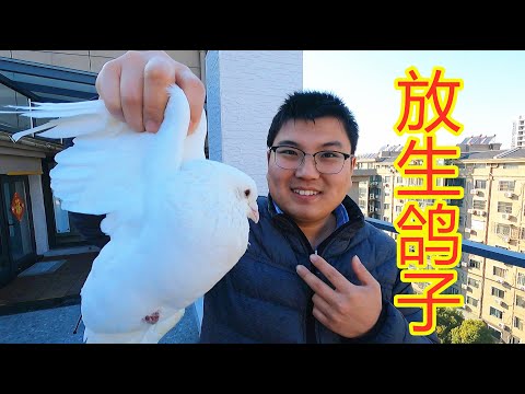 鴿子逼幾號