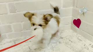 ハーフ犬の動画01