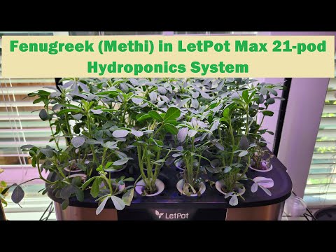 Fenugreek (Methi) in LetPot Max 21-pod Hydroponics System (LPX-MAX)