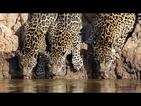 Jaguars of the Pantanal - highlights of a 5 day jaguar safari