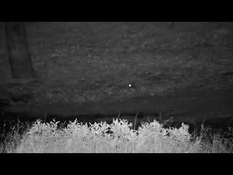 Djuma: Water Thick-knee - 04:32 - 08/25/2022