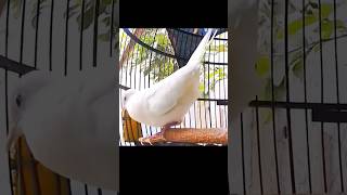 Download lagu Perkutut putih kapas bekur suara besar mp3