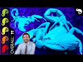 Emperor Scorpion The Best Pet Invertebrate