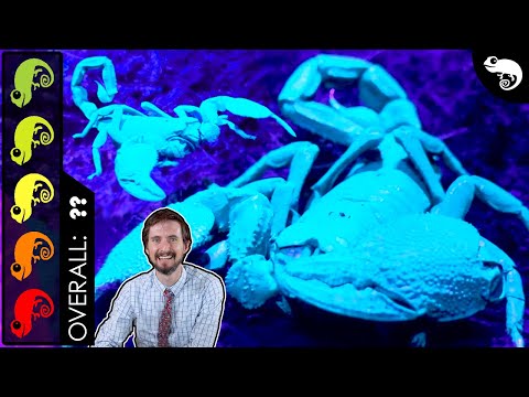 Emperor Scorpion, The Best Pet Invertebrate?