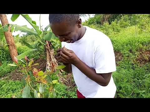 steps to chew miraa