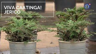 Miniatura do vídeo