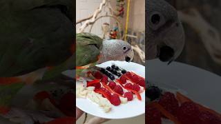Parrots Enjoy 4th of July Food