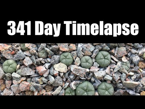 2/2 341 Day Timelapse of Lophophora experiment seedlings