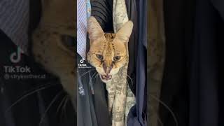 Closet Monster 😈😺