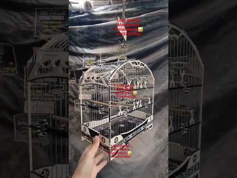 gaiola de coleiro cliente José Eduardo de Braúna são Paulo