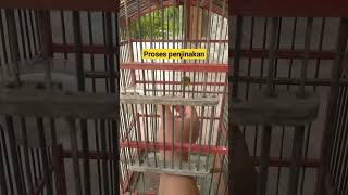 Download lagu Terapi lapar SOGON #sogon mp3