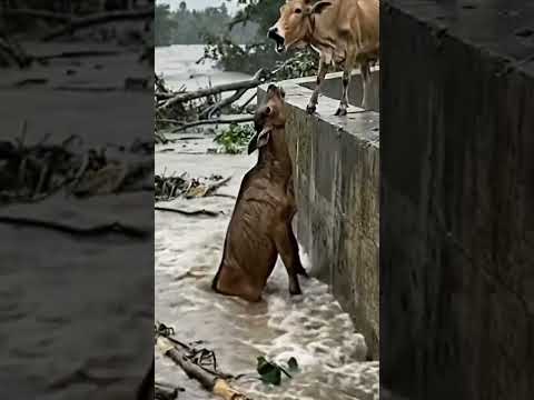 Tình Mẫu Tử ( 2 Mẹ Con Bò 🐄 ) Khiến Nhiều Người Rưng Rưng