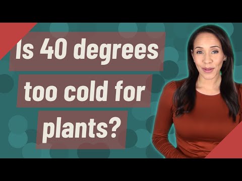 Ar 45 laipsniai pakenks augalams?