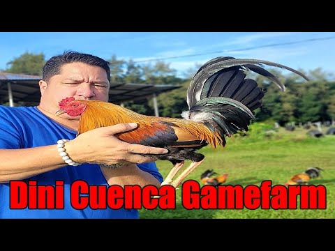 Lets Visit The Farm Of Dini Cuenca Gamefarm