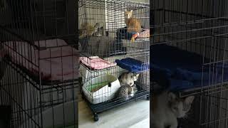 Cat cage becomes a playground 😂