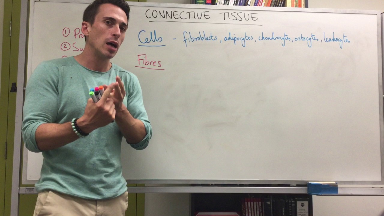 Connective tissue introduction