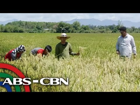 P2 bilyon inilaan pambili ng palay ng mga magsasaka sa Nueva Ecija | TV Patrol