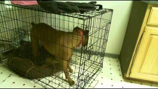 Dog (Tuko) escapes crate Houdini caught on camera