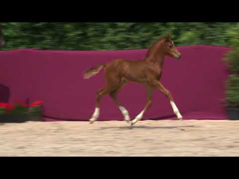 KN 29: SF v, Vitalis / Don Schufro