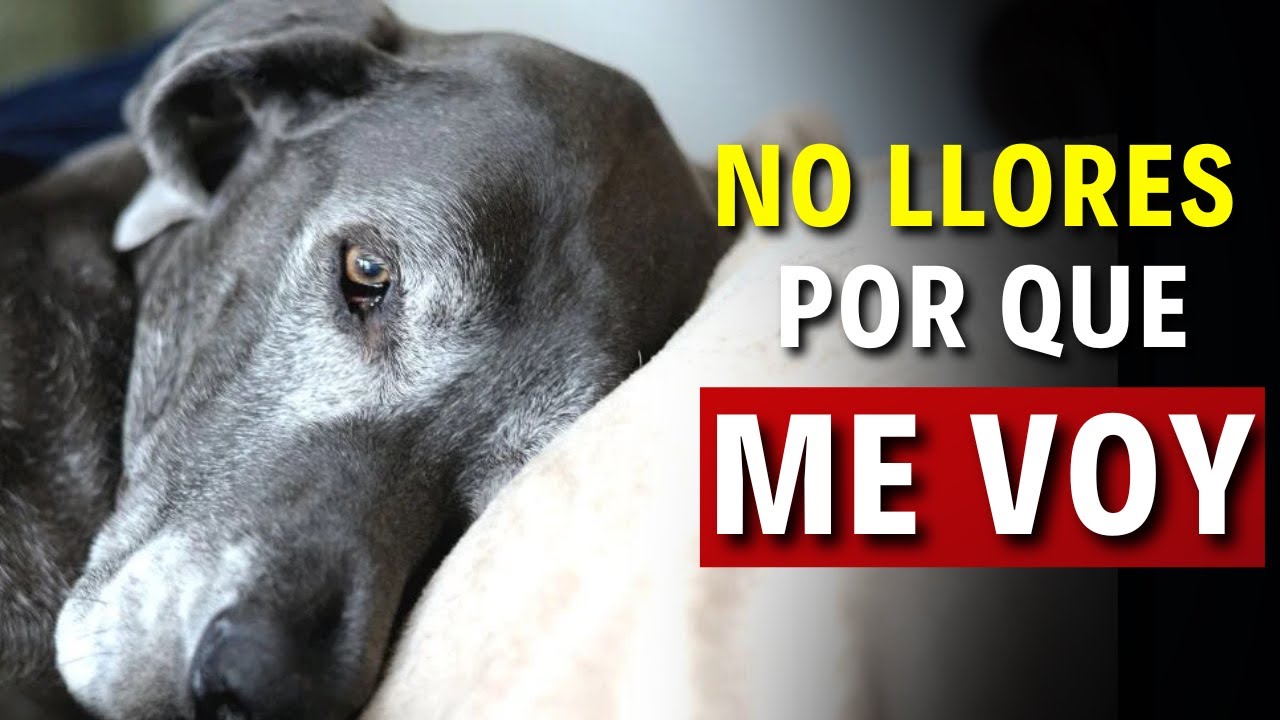 Si tu perro hace ESTO, es su forma de decir ADIÓS... 7 señales que no debes ignorar