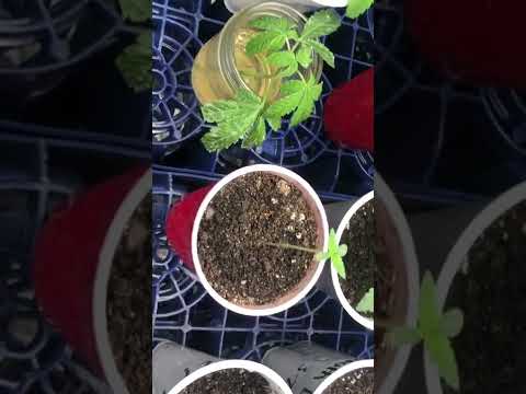 #spiderfarmer sf1000 grow light #new2022