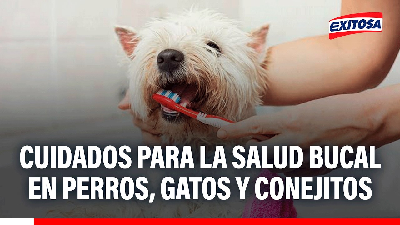 🔴🔵 Cuidados para la salud bucal en perros, gatos y conejitos