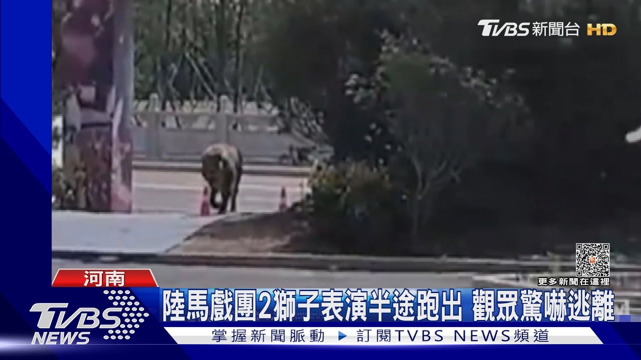 陸馬戲團2獅子表演半途跑出 觀眾驚嚇逃離