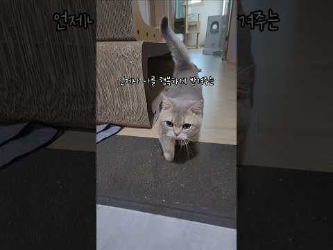 자기의 묘생을 살 줄 아는 고양이