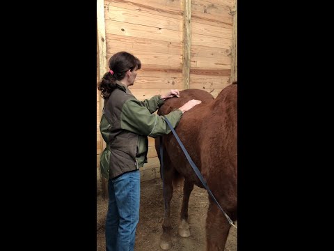 A Healthy Happy Horse