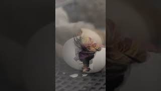 Hatching Day! Chicks Breaking Out LIVE (Day 21)