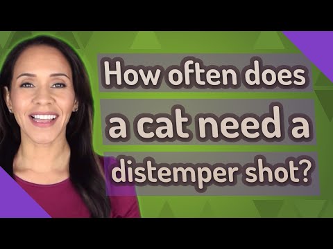 How often does a cat need a distemper shot?