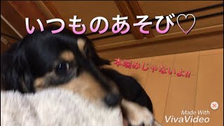 【犬】いつもの遊びを久しぶりにしたよ！【ミニチュアダックス】
