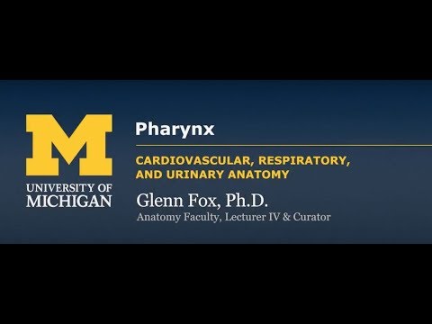 Pharynx