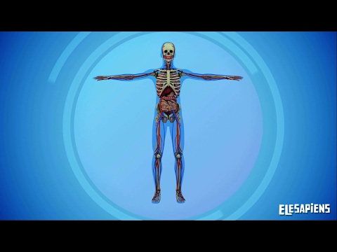 LOS SISTEMAS DEL CUERPO HUMANO