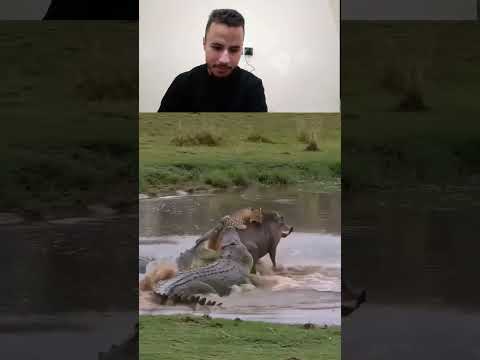 الحيوانات البرية #الحيونات #عشقالطبيعه #حيوانات #عالم_الحيونات #الاسد #النمر #الغابة #البرية#الجاموس