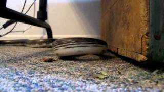 Elvis - Floor Level.mov