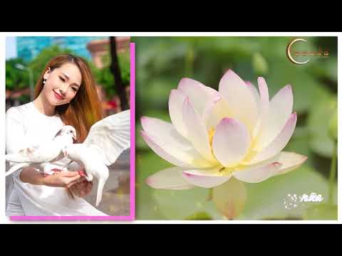 Cho trọn kiếp người - Lina Nguyễn