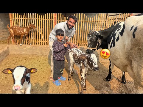 Cow Baby Ko Dekh K Ali Ashter Ka No Reaction😂