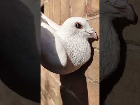 jan aarden #kalapatids #pigeon #racingpigeon #pigeonlover #pigeonracing
