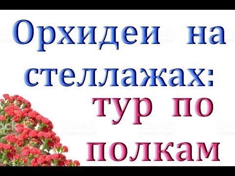 1.ВСЕ мои ОРХИДЕИ:тур по стеллажам