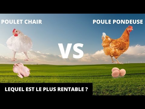 , title : 'POULET CHAIR VS POULE PONDEUSE ( Lequel est le plus profitable ?)'